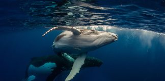 Research Study: Crypto Whales Are Supporting The Marketplace, Contrary to Common Belief