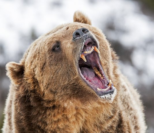 Popular Expert: Bitcoin is Still in the Middle of a Bearish Market