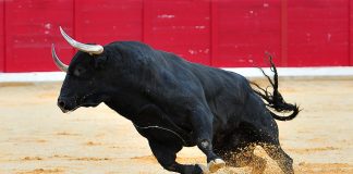 Solid: Mike Novogratz Stays a Bitcoin Bull in a Bleeding Market