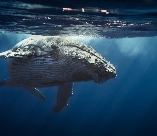 Bitcoin Whales Awaken: What Does This Mean for BTC Rate?