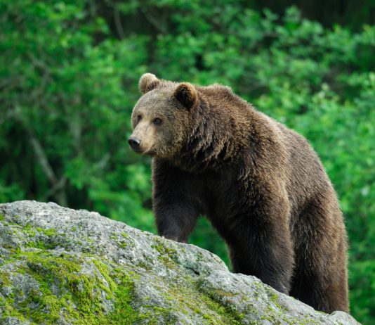 Crypto Exchanges Begin to Shutdown: Bearishness completely Force