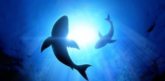 Crypto Bearish Market is Prime Entry Point For Tech Giants Crypto Bearish Market is Prime Entry Point For Tech Giants