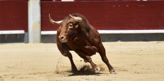 If Genuine, Flourishing Crypto Volume Might Press Bitcoin Into “Raging Booming Market”