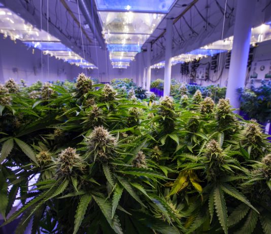 How Marijuana Investors Might be ‘Conspirators’ Per the United States Federal Law