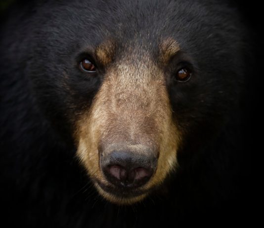 Crypto Market Execs: This Bitcoin Bearishness Is The Very Best Yet
