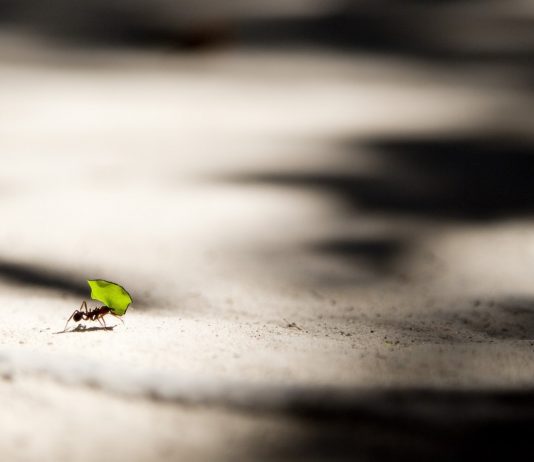 Will A Future Decoupling See Alternative Crypto Dominate Bitcoin?