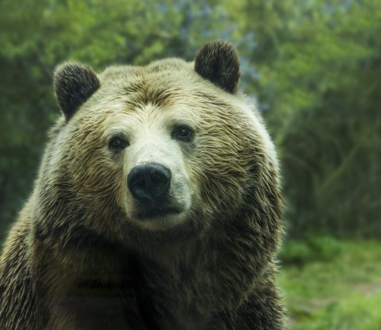 Do the Current Trading Volume Highs Mark an End to the Bitcoin Bearish Market? Do the Current Trading Volume Highs Mark an End to the Bitcoin Bearish Market?