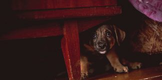 QuadrigaCX CEO Lost $190 Million in Crypto, Former Buddy States He Was Afraid