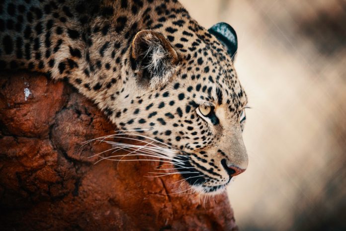 Nike, Facebook, and Now Jaguar: Big Corporations Rely On Crypto