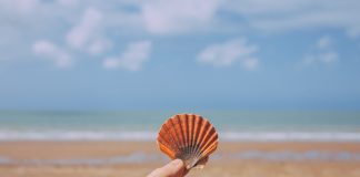 Warren Buffett Claims Bitcoin resembles a “Seashell” In His Most Current Attack on Crypto