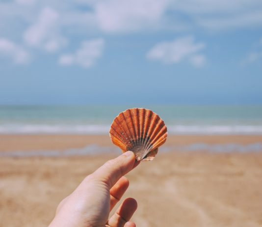 Warren Buffett Claims Bitcoin resembles a “Seashell” In His Most Current Attack on Crypto
