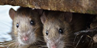 “Rat Toxin” Bitcoin Outperformed The Majority Of Standard Property Classes in 2019