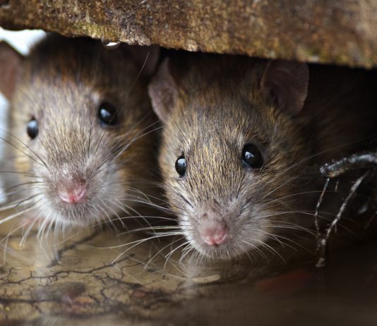 “Rat Toxin” Bitcoin Outperformed The Majority Of Standard Property Classes in 2019 “Rat Toxin” Bitcoin Outperformed The Majority Of Standard Property Classes in 2019