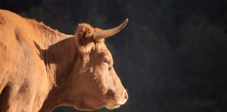 Why This Financial Investment Company is Going Long on Ethereum, Bullish Possibility