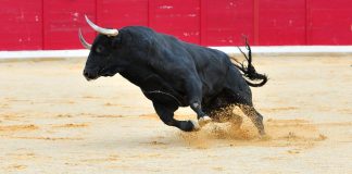 Cardano (ADA) Leads Crypto Market With Staggering 24% Gain in 4 Days