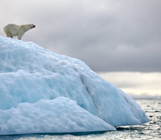 The Last Bitcoin Bear: “I am Most likely Going to be a Bull Tomorrow”