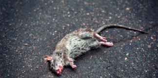 Max Keiser: Buffet’s Right, Bitcoin is Rat Toxin and He’s the Rat Max Keiser: Buffet’s Right, Bitcoin is Rat Toxin and He’s the Rat