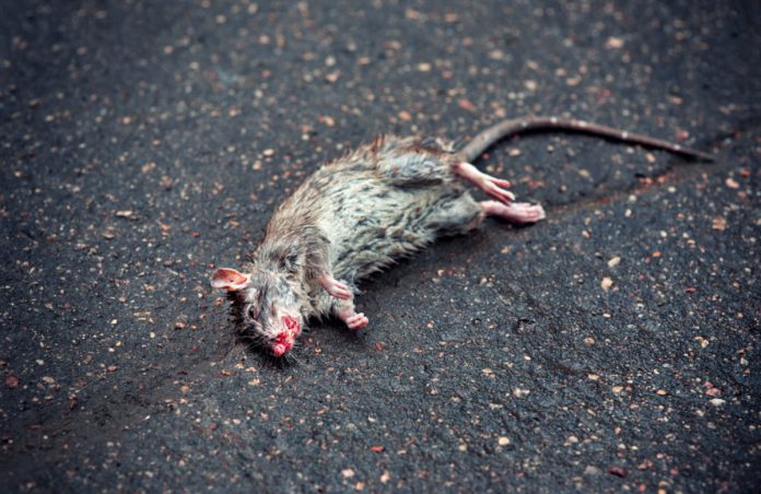 Max Keiser: Buffet’s Right, Bitcoin is Rat Toxin and He’s the Rat
