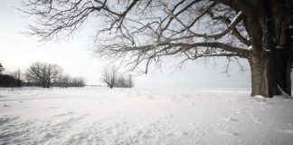 Altcoins Wiped Out as Crypto Winter Season Threatens to Return