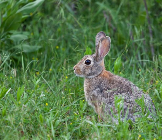 Bitcoin Mindful as China Lowers Criteria Rate