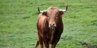 Bitcoin Miners “Really Bullish” on Rate: Alter Bitcoin Miners “Really Bullish” on Rate: Alter