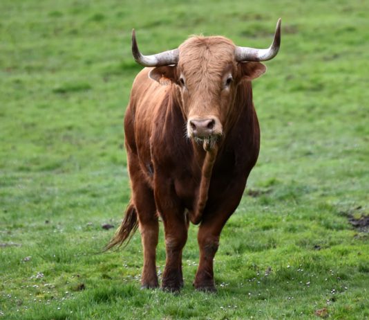 Bitcoin Miners “Really Bullish” on Rate: Alter Bitcoin Miners “Really Bullish” on Rate: Alter