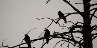 Bitcoin Cost Regular Monthly Chart At Threat Of 3 Black Crows Turnaround Bitcoin Cost Regular Monthly Chart At Threat Of 3 Black Crows Turnaround