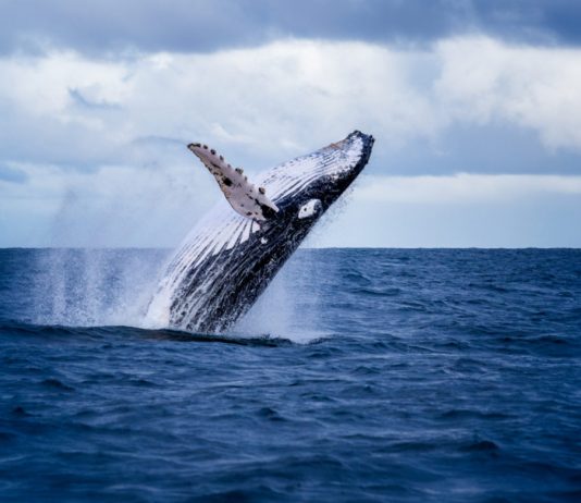 Whales Transfer Huge Quantities of Bitcoin as Bakkt Opens Storage Facility Custody Whales Transfer Huge Quantities of Bitcoin as Bakkt Opens Storage Facility Custody
