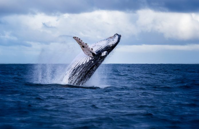 Whales Transfer Huge Quantities of Bitcoin as Bakkt Opens Storage Facility Custody