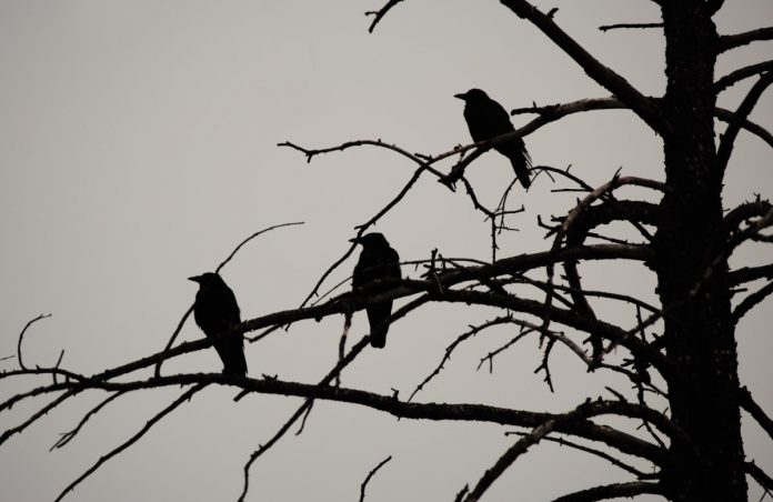 3 Black Crows: Bitcoin Month-to-month Chart Types Threatening Turnaround Pattern