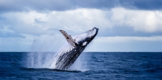 More Whales Are Hoarding Bitcoin After Building Up Throughout Bearish Market