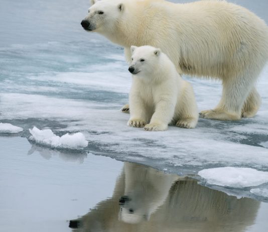 Crypto Expert: Bitcoin Continues To Follow Bearish Market Bottom Fractal Crypto Expert: Bitcoin Continues To Follow Bearish Market Bottom Fractal