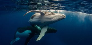 Peter Schiff Back Slamming Bitcoin Hodlers With More Whale Tune