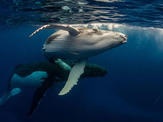 Peter Schiff Back Slamming Bitcoin Hodlers With More Whale Tune Peter Schiff Back Slamming Bitcoin Hodlers With More Whale Tune