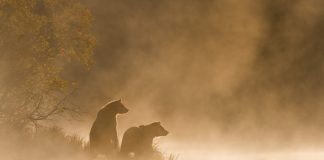 Popular Trader: Intense Bitcoin Bearish Market Will Continue Unless This Takes Place