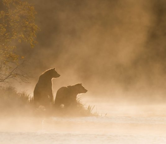 Popular Trader: Intense Bitcoin Bearish Market Will Continue Unless This Takes Place
