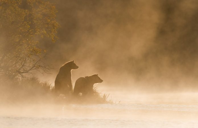 Popular Trader: Intense Bitcoin Bearish Market Will Continue Unless This Takes Place