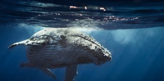 Grayscale Sees Huge Bitcoin Inflow and It Implies Organizations are Here