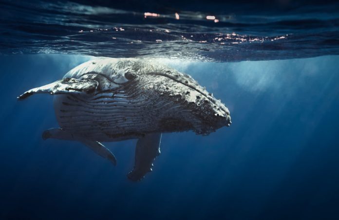 Grayscale Sees Huge Bitcoin Inflow and It Implies Organizations are Here