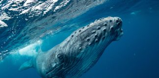 A Whale Simply Offered $10 Million Worth of Bitcoin and the marketplace Isn’t Discarding A Whale Simply Offered $10 Million Worth of Bitcoin and the marketplace Isn’t Discarding