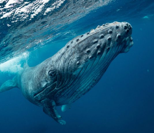 A Whale Simply Offered $10 Million Worth of Bitcoin and the marketplace Isn’t Discarding A Whale Simply Offered $10 Million Worth of Bitcoin and the marketplace Isn’t Discarding