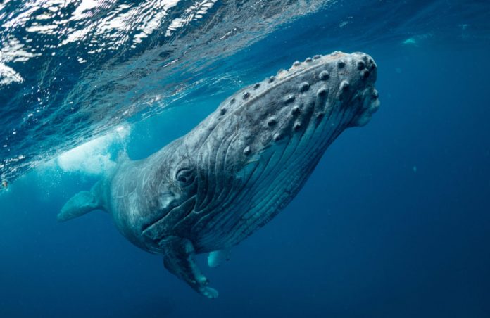A Whale Simply Offered $10 Million Worth of Bitcoin and the marketplace Isn’t Discarding