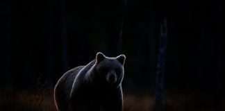 Be Careful: Hidden Bear Divergence Might Spell Problem for Bitcoin