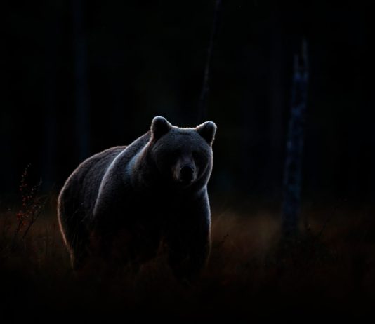 Be Careful: Hidden Bear Divergence Might Spell Problem for Bitcoin