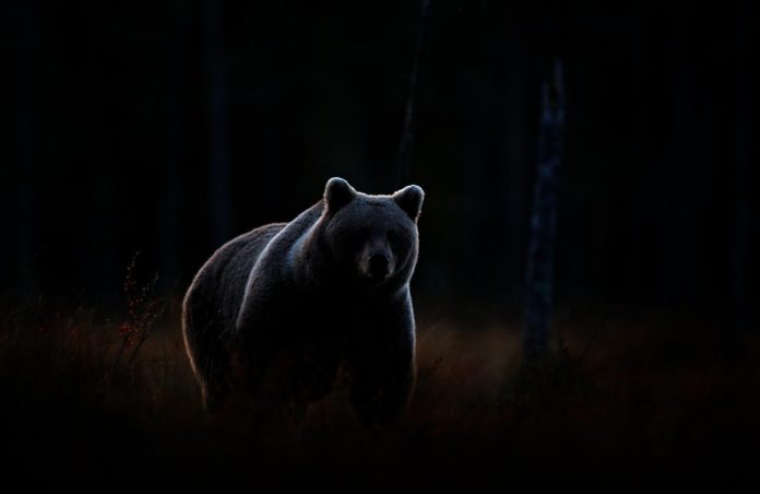 Be Careful: Hidden Bear Divergence Might Spell Problem for Bitcoin