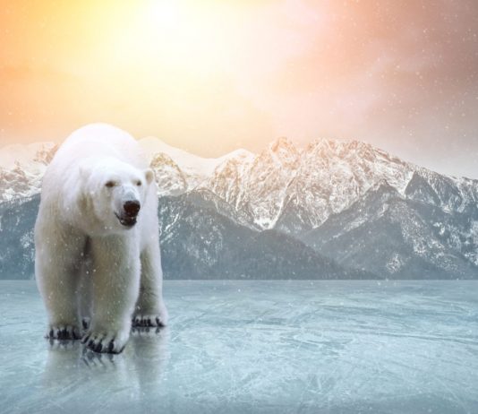 XRP Begins Another Year Of Decrease With Possible Bear Pennant Breakdown XRP Begins Another Year Of Decrease With Possible Bear Pennant Breakdown