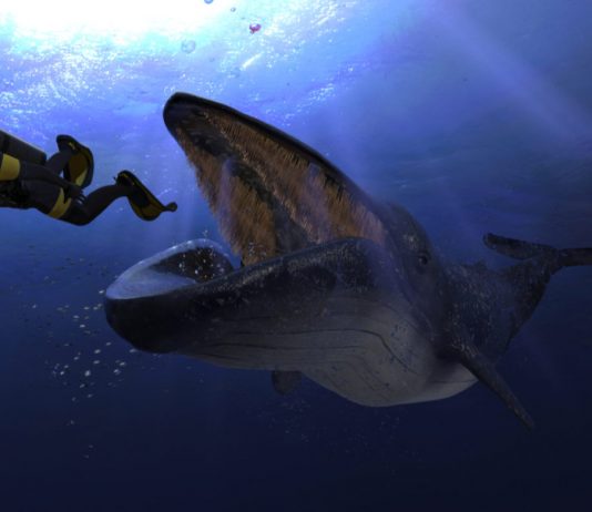 Whales Double Down on Tezos Cryptocurrency Amidst Retail Driven Selloff