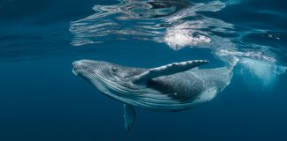 New Information Reveals Whales are Accumulating Ethereum; Right here’s What This Means