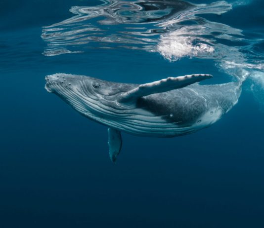 New Information Reveals Whales are Accumulating Ethereum; Right here’s What This Means