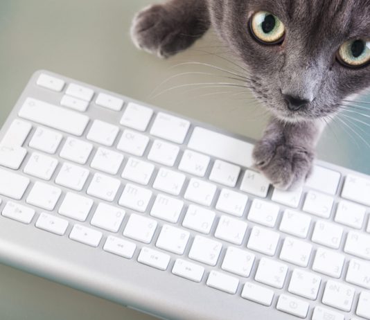 Is Decreasing United States Interest in Bitcoin Halving a Bad Prophecy for BTC Rate?